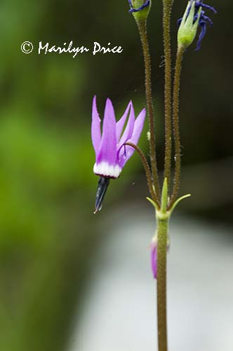 Jeffrey's shooting star
