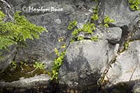 Wildflowers growing in a rock crack