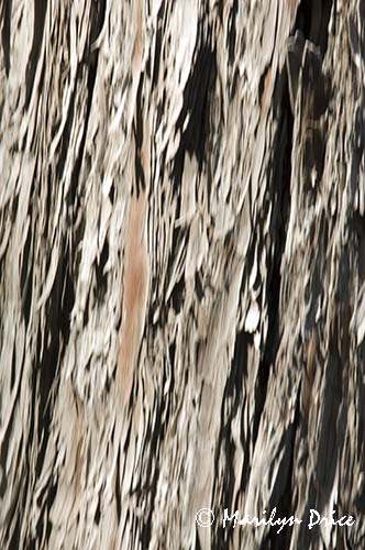 Bark abstract