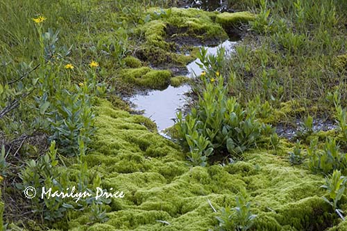 Stream with moss and arrowleaf groundsel