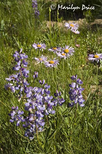Lupine and alpine asters