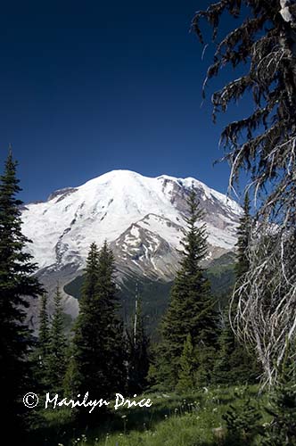 Mt. Rainier from Emmons Vista Trail