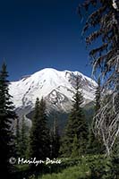 Mt. Rainier from Emmons Vista Trail