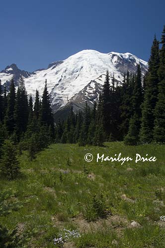 Mt. Rainier from Sunrise picnic area