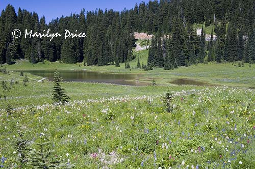 A meadow of wildflowers at Tipsoo Lake