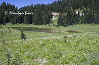 A meadow of wildflowers at Tipsoo Lake