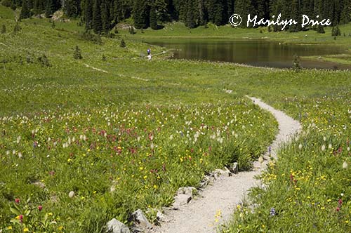 A meadow of wildflowers at Tipsoo Lake