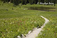 A meadow of wildflowers at Tipsoo Lake