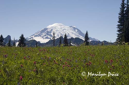Mt. Rainier and a field of magenta paintbrush