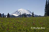 Mt. Rainier and a field of magenta paintbrush