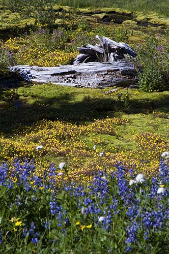 Wildflowers and a log