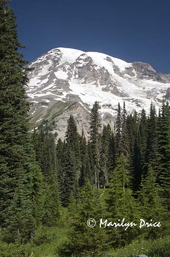 Mt. Rainier from Nisqually Vista Trail
