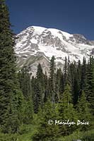 Mt. Rainier from Nisqually Vista Trail