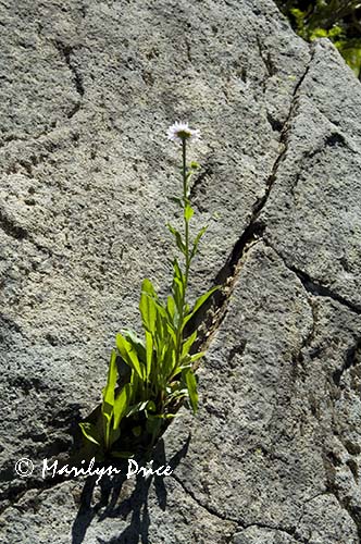 Wildflower growing in a rock crack