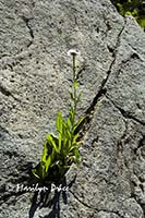 Wildflower growing in a rock crack