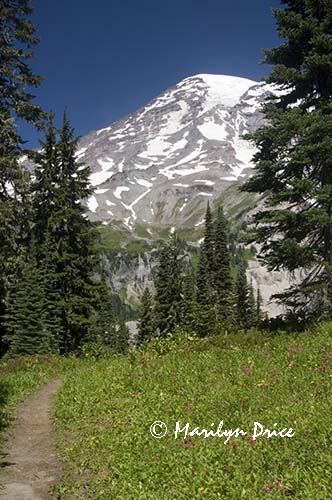 Mt. Rainier and Nisqually Vista Trail