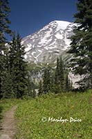 Mt. Rainier and Nisqually Vista Trail