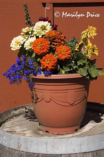 Potted plant on a barrel