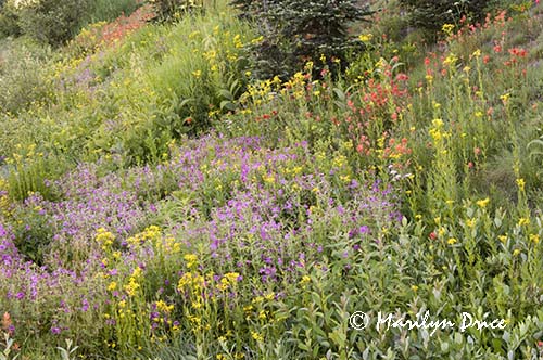 Wildflowers by the side of the road