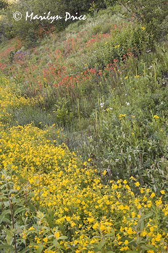 Wildflowers by the side of the road