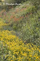 Wildflowers by the side of the road