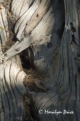 Tree stump close-up