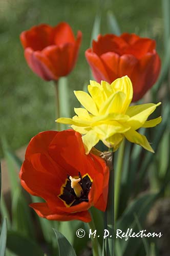 Tulips and daffodils
