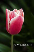 Spring tulip