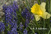 Daffodil and grape hyacinths