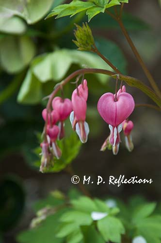 Bleeding hearts (Dicentra spectabilis)