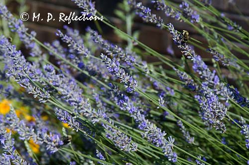 Bees and butterflies in the lavender