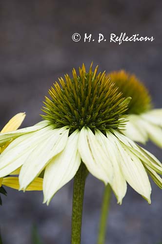Sunrise echinacea