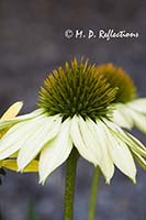 Sunrise echinacea