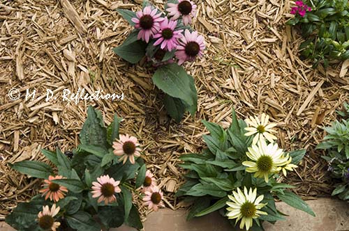 Three different colors of echinacea
