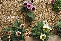 Three different colors of echinacea