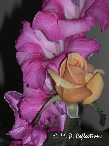 Yankee Doodle rose and gladiola