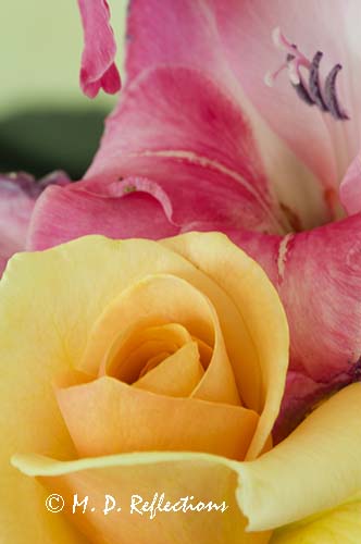 Yankee Doodle rose and gladiola