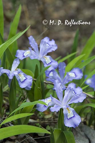 Crested Dwarf Iris (Iris cristata)