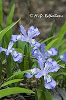 Crested Dwarf Iris (Iris cristata)