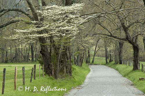 Sparks Lane, Cades Cove, Great Smoky Mountains National Park, TN