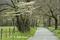 Sparks Lane, Cades Cove, Great Smoky Mountains National Park, TN
