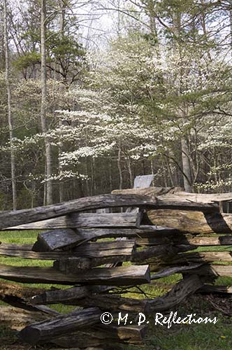 Wooden fence and dogwoods