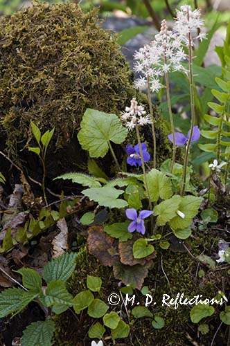 Common Blue Violets (Viola papilionacea) and foamflowers (Tiarella cordifolia) on a rock, Great Smoky Mountains National Park, TN
