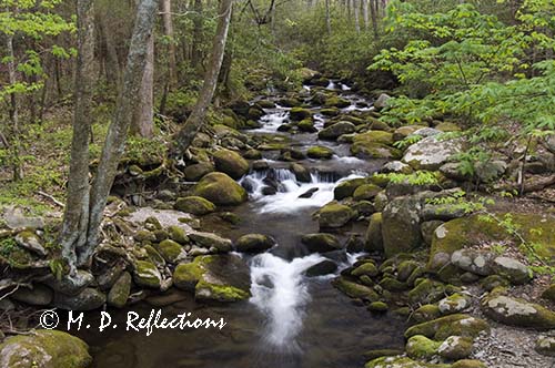 Roaring Fork, Roaring Fork Motor Trail, Great Smoky Mountains National Park, TN