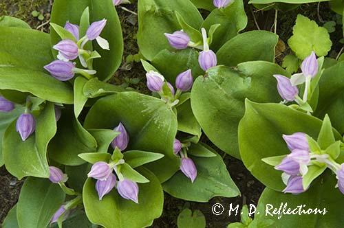 Yellow Trillium (Trillium luteum) and wild blue phlox (Phlox divaricata)
